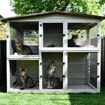catio-May-02-2025-10-24-48-8772-PM